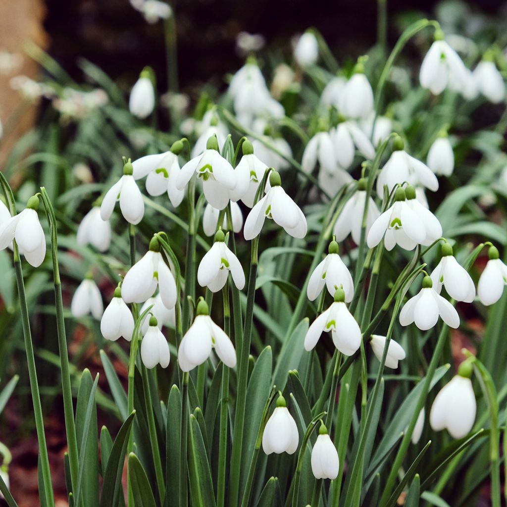 Perce-neige - Galanthus nivalis