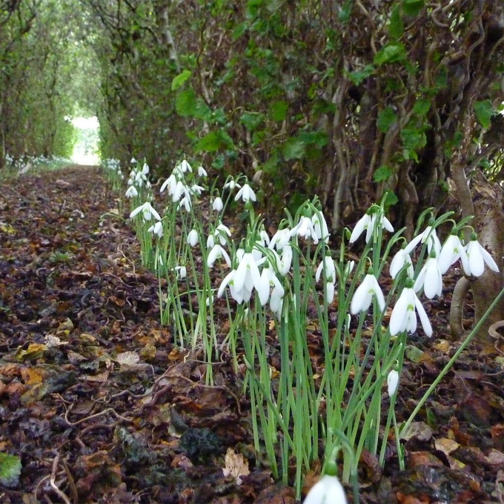 Galanthus reginae-olgae - Königin-Olga-Schneeglöckchen