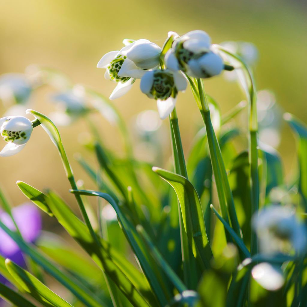 Perce-neige double - Galanthus nivalis Flore Pleno