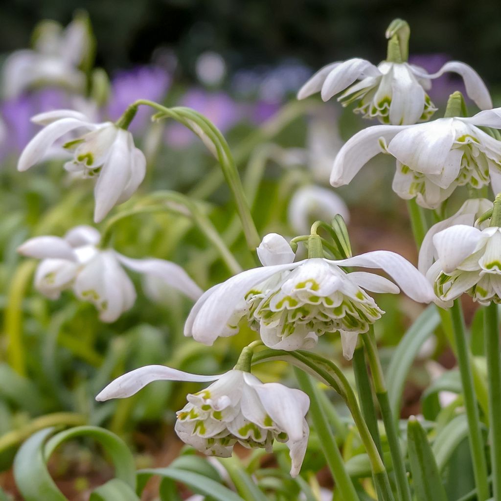 Perce-neige double - Galanthus nivalis Flore Pleno