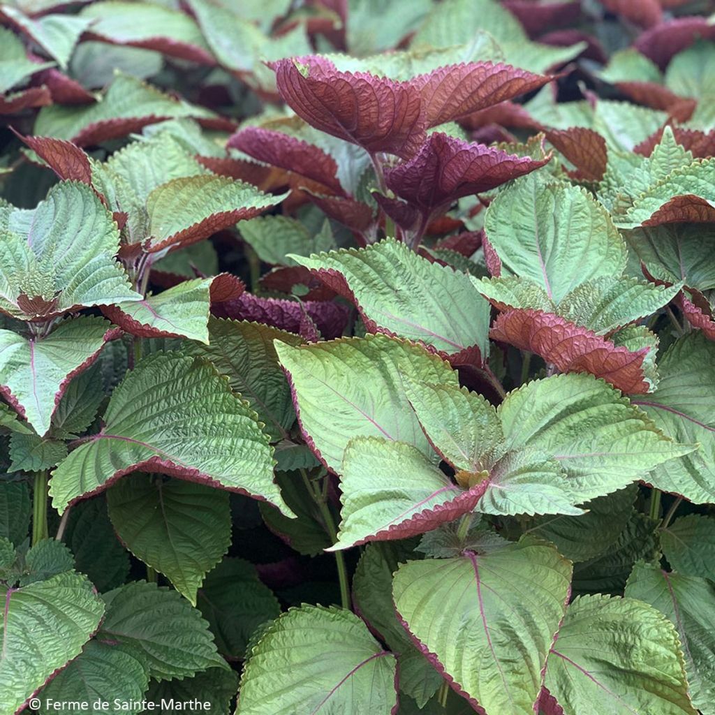 Schwarznessel de Corée Bicolore ou Shiso