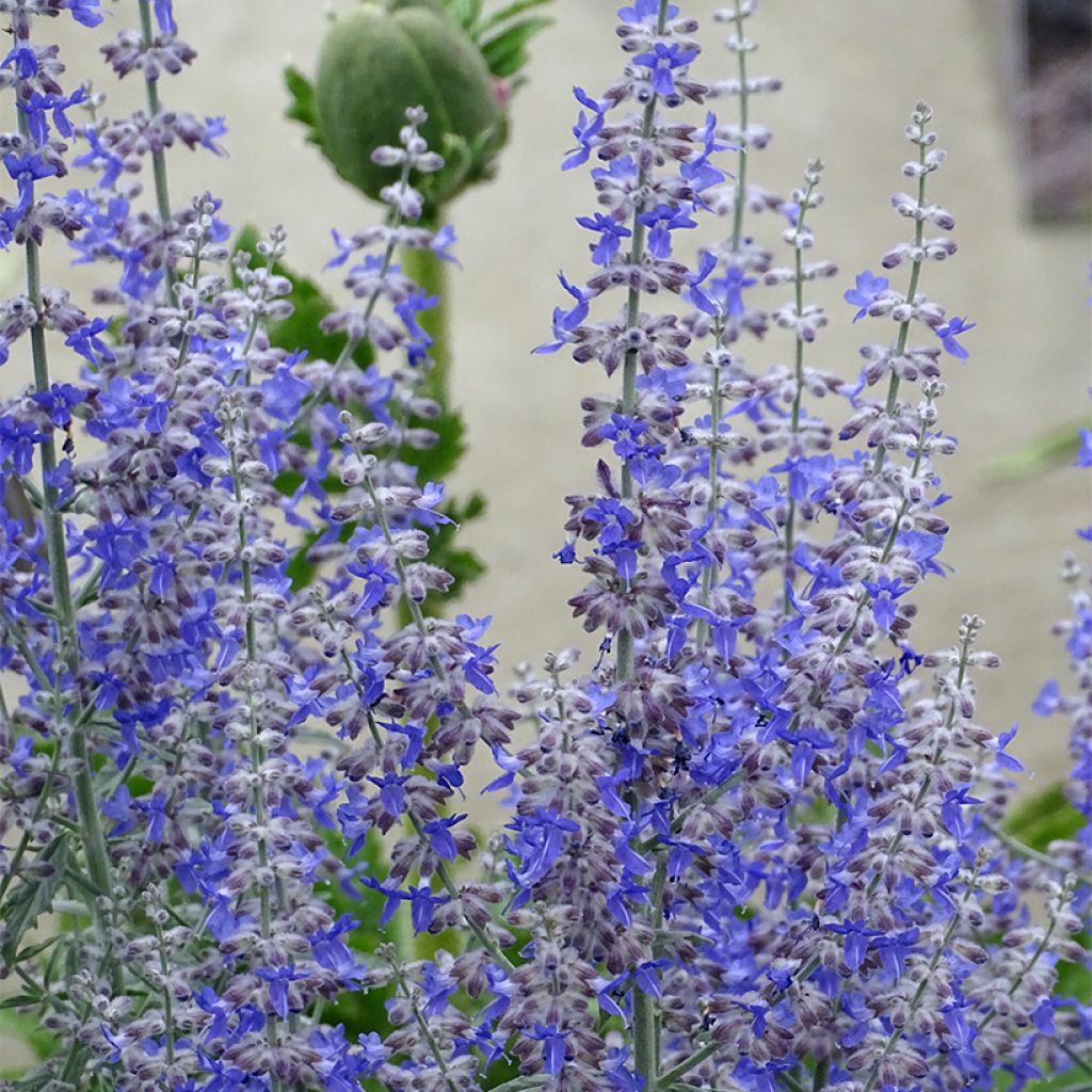 Blauraute Prime time - Perovskia atriplicifolia