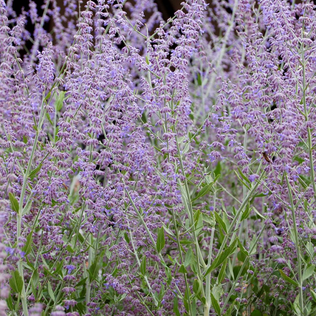 Blauraute Silvery Blue - Perovskia atriplicifolia