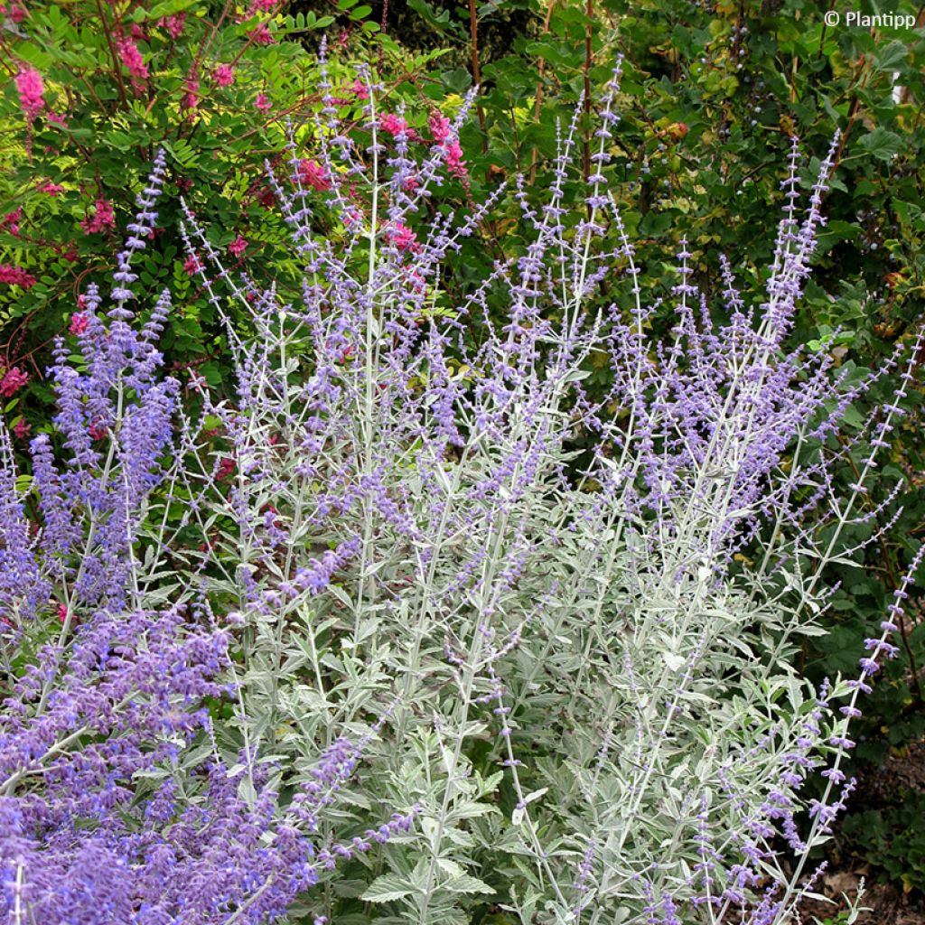 Blauraute Silvery Blue - Perovskia atriplicifolia