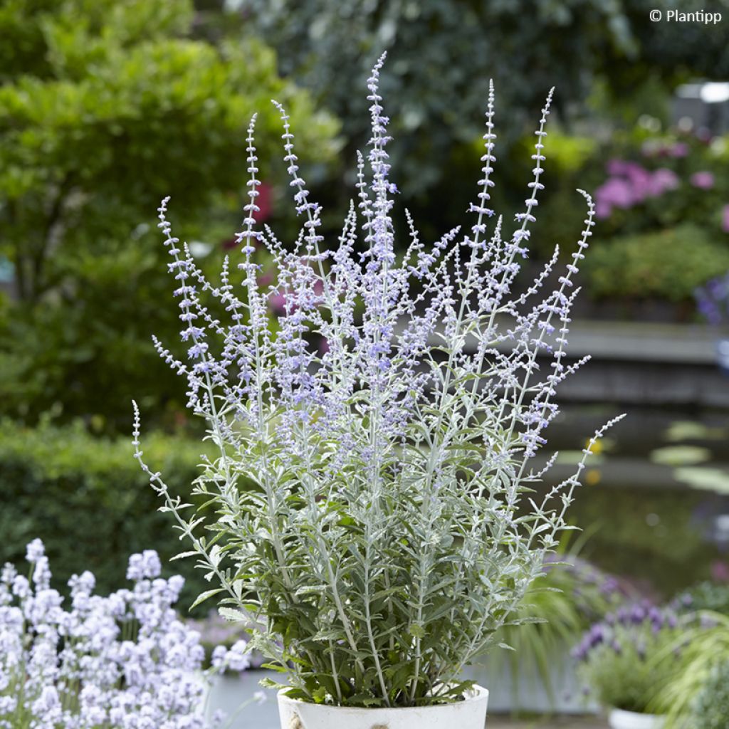 Blauraute Silvery Blue - Perovskia atriplicifolia