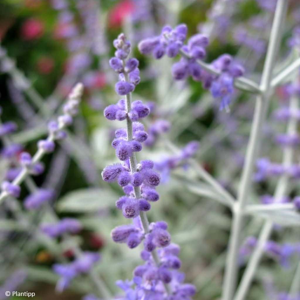 Blauraute Silvery Blue - Perovskia atriplicifolia