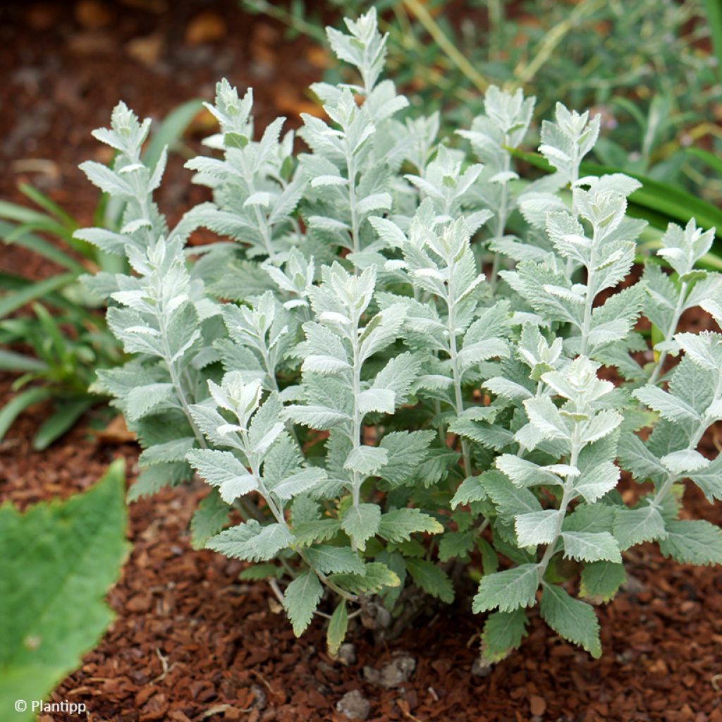 Blauraute Silvery Blue - Perovskia atriplicifolia