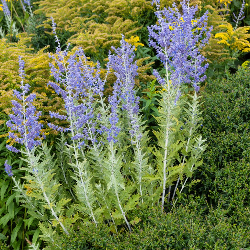 Blauraute Blue Spire - Perovskia atriplicifolia