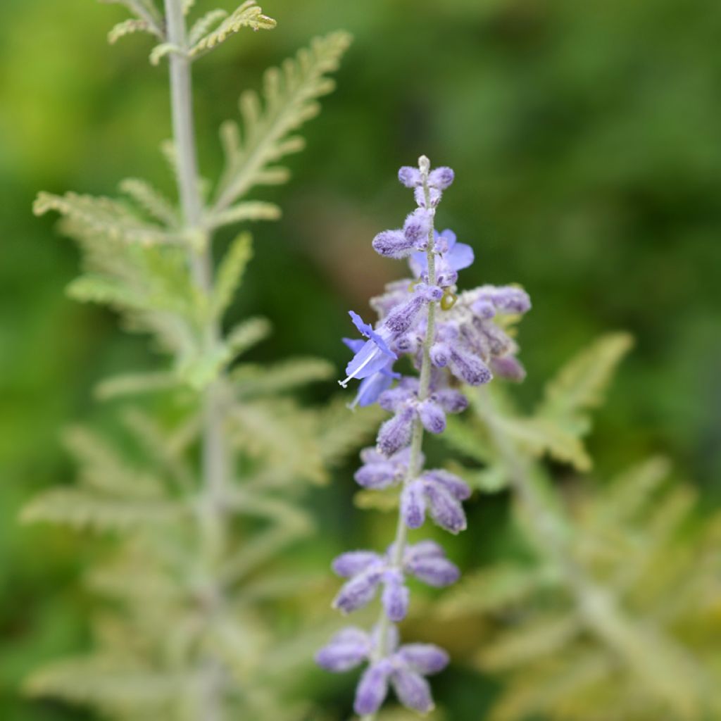 Blauraute Blue Spire - Perovskia atriplicifolia