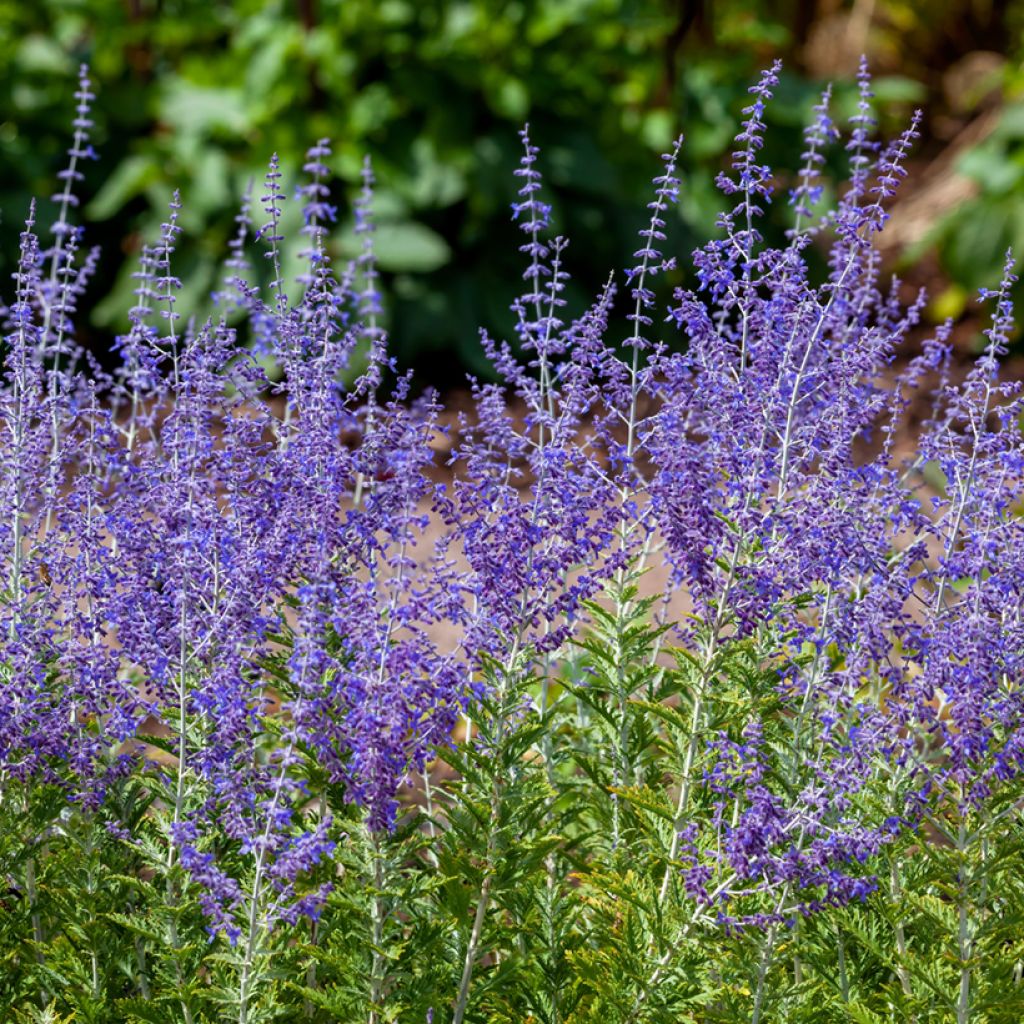 Blauraute Blue Spire - Perovskia atriplicifolia