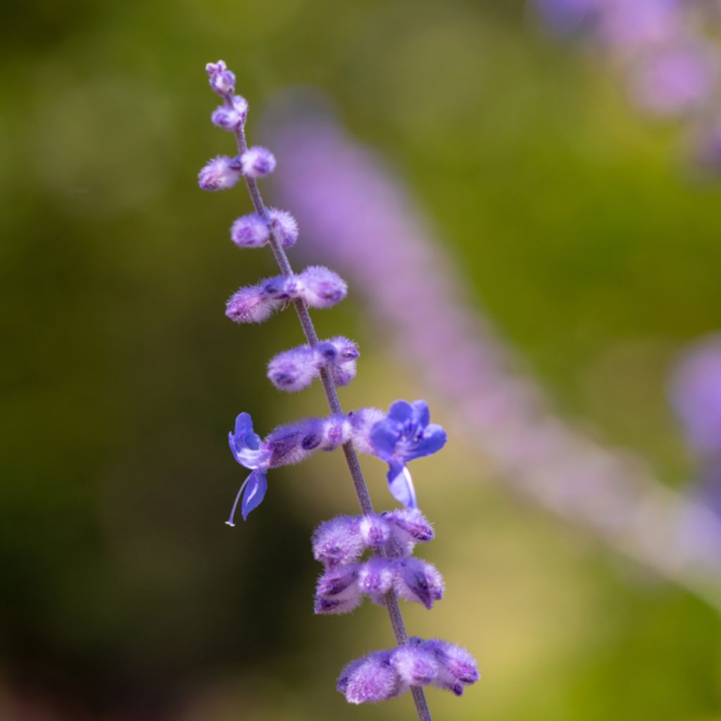 Blauraute Blue Spire - Perovskia atriplicifolia