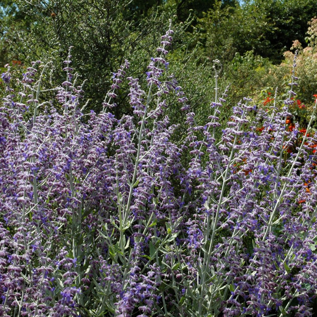 Blauraute Little Spire - Perovskia atriplicifolia