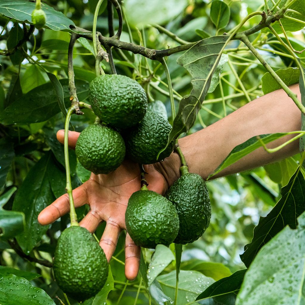 Avocado Hass - Persea americana