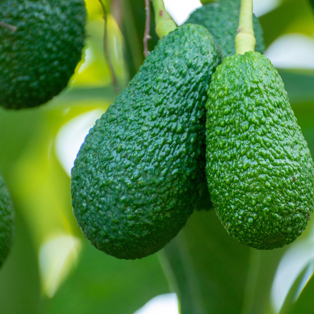 Avocado Hass - Persea americana