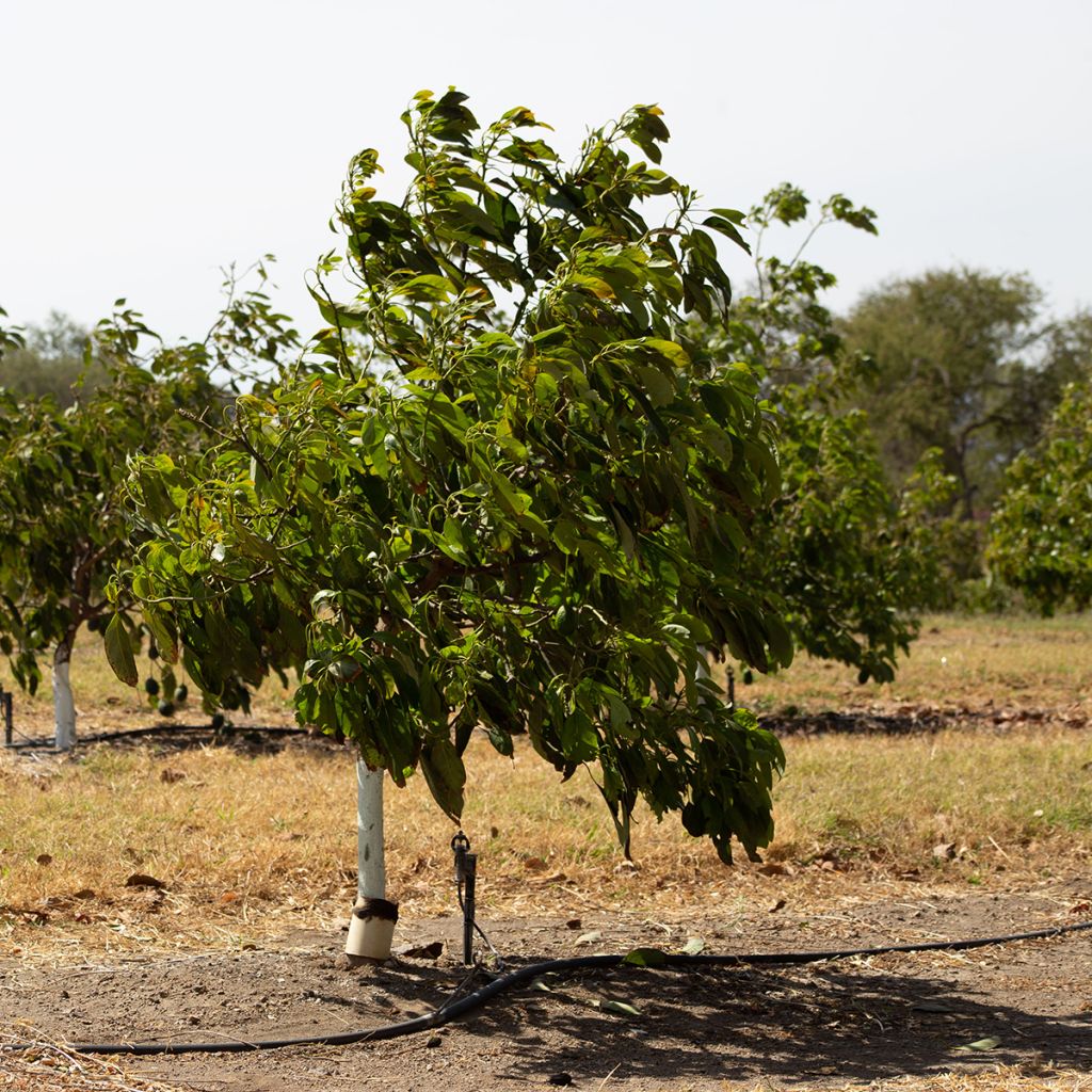 Avocado Hass - Persea americana