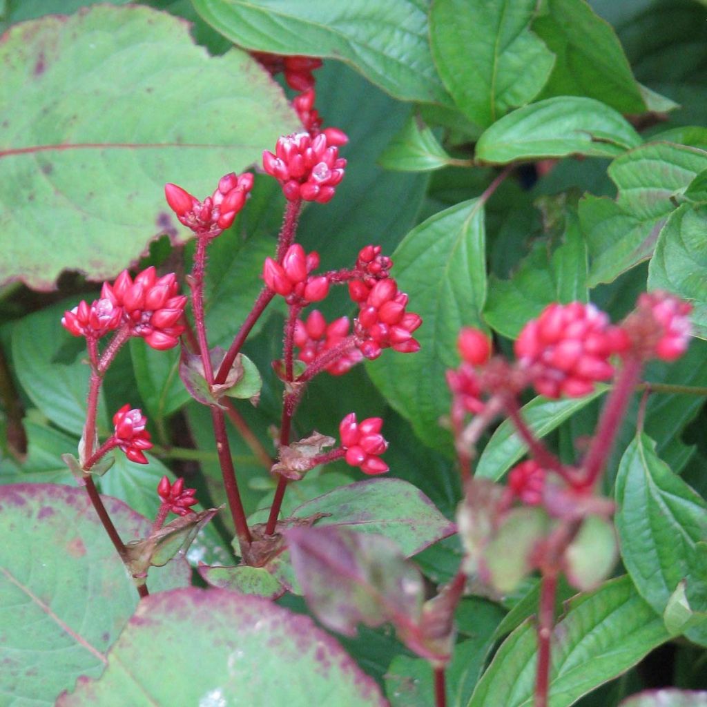 Knöterich Indian Summer - Persicaria