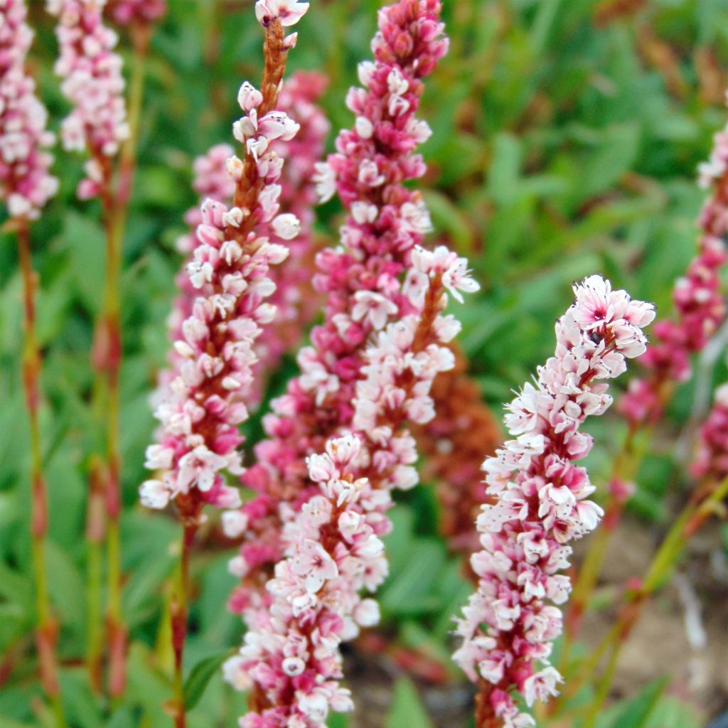 Schneckenknöterich Superba - Persicaria affinis