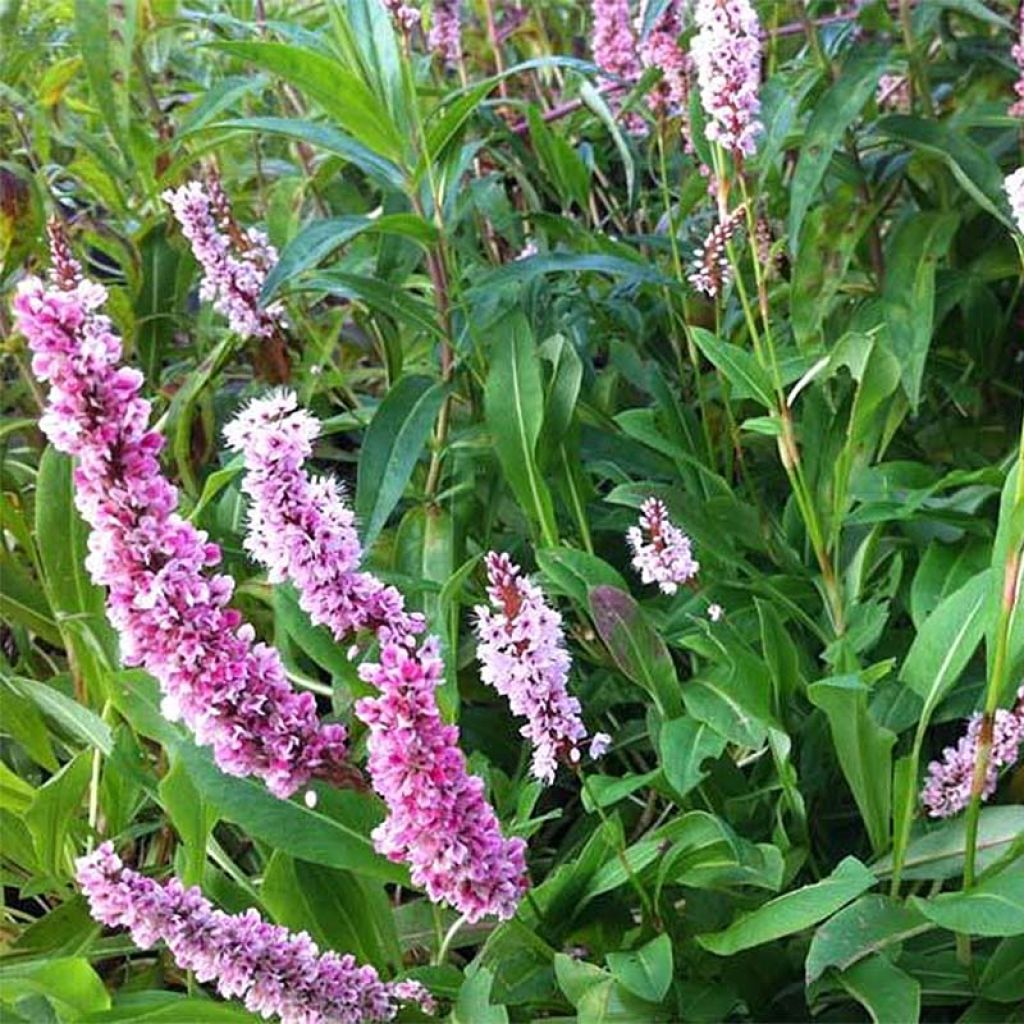 Persicaria affinis Superba - Renouée, Persicaire Superbum