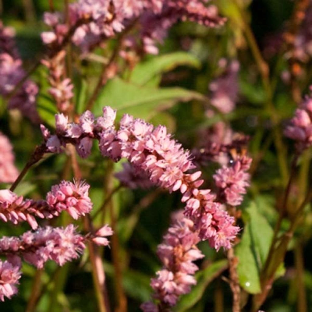 Kerzenknöterich Pink Elephant - Bistorta amplexicaulis