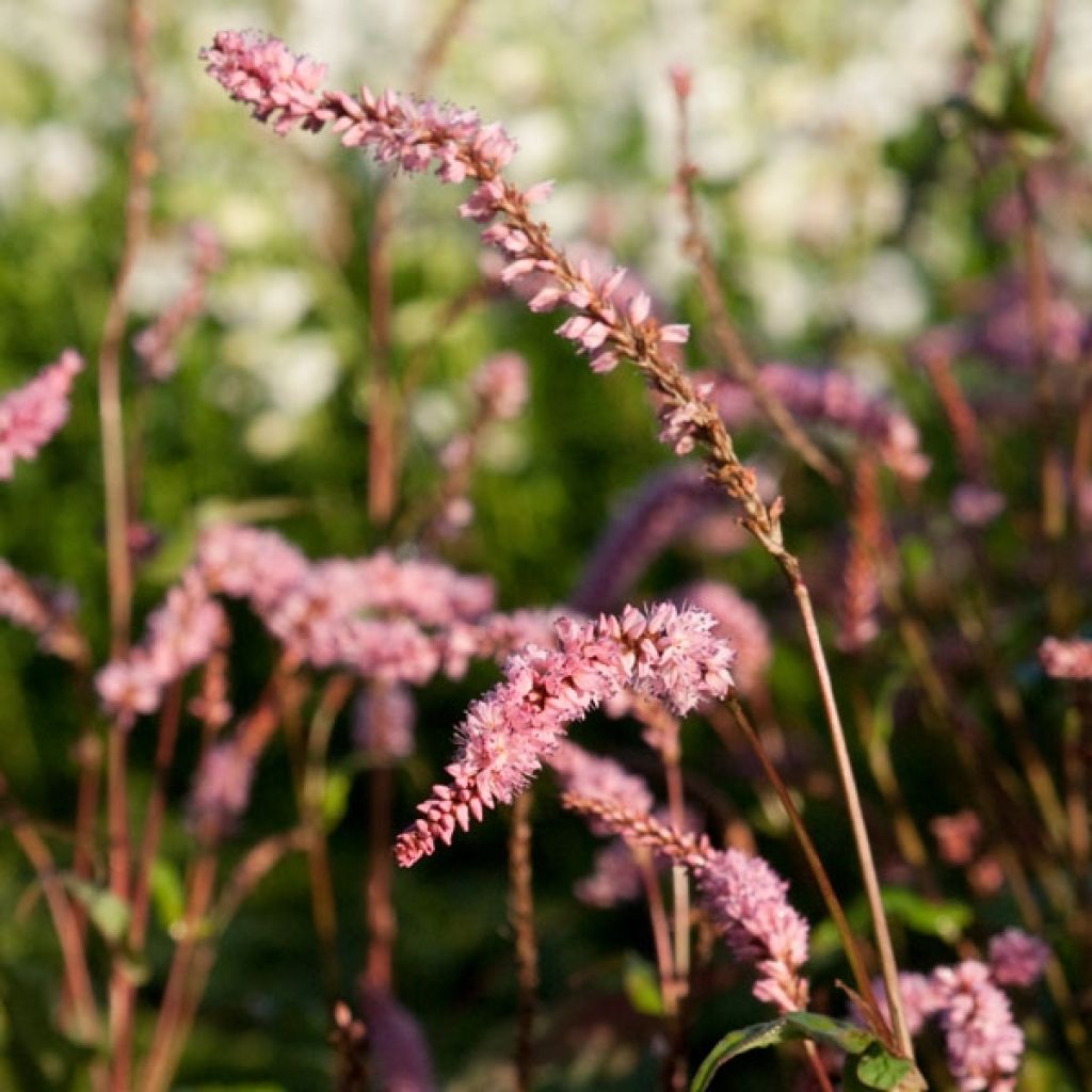 Kerzenknöterich Pink Elephant - Bistorta amplexicaulis