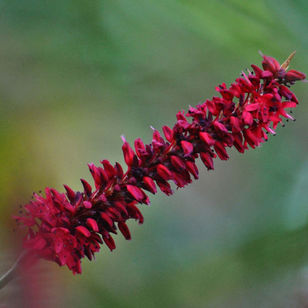 Renouée - Persicaria amplexicaulis Fat Domino