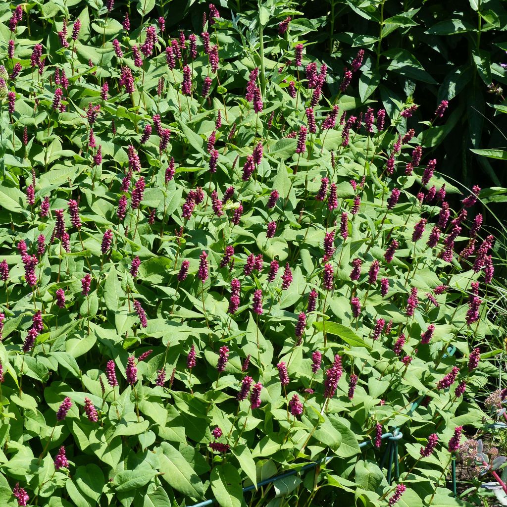 Kerzenknöterich Inverleith - Bistorta amplexicaulis