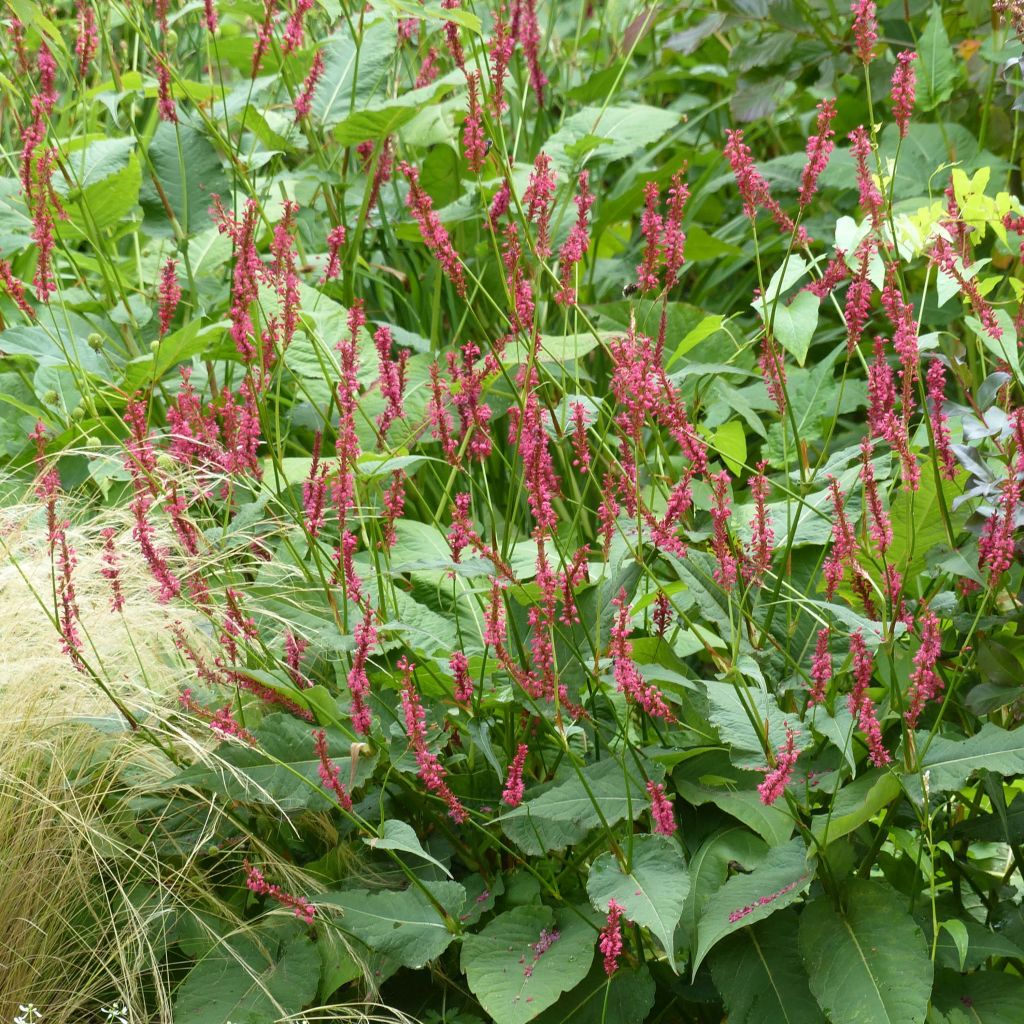 Kerzenknöterich Speciosa - Bistorta amplexicaulis