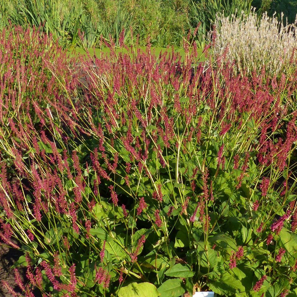 Persicaria amplexicaulis Speciosa - Persicaire - Renouée Speciosa