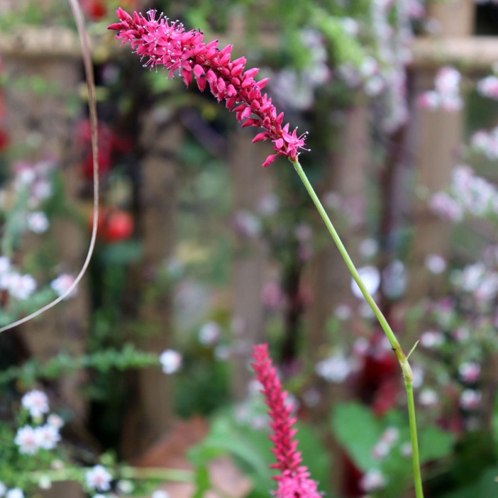 Kerzenknöterich Speciosa - Bistorta amplexicaulis