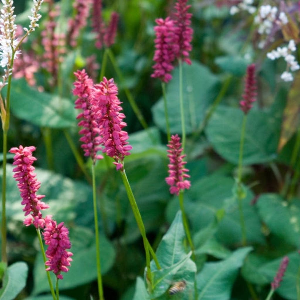 Renouée - Persicaria amplexicaulis Taurus