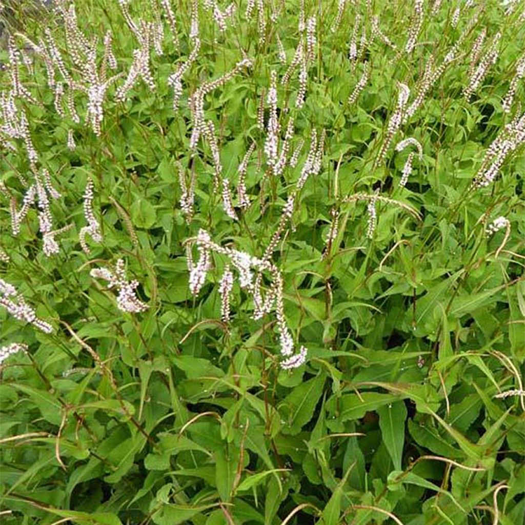 Kerzenknöterich White Eastfield - Bistorta amplexicaulis