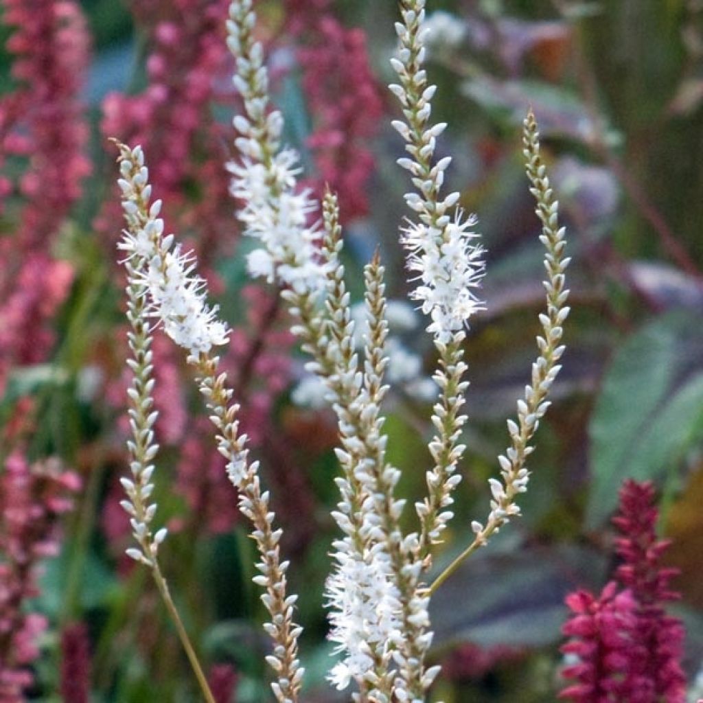 Renouée - Persicaria amplexicaulis Alba