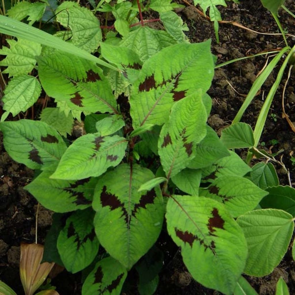 Renouée - Persicaria filiformis