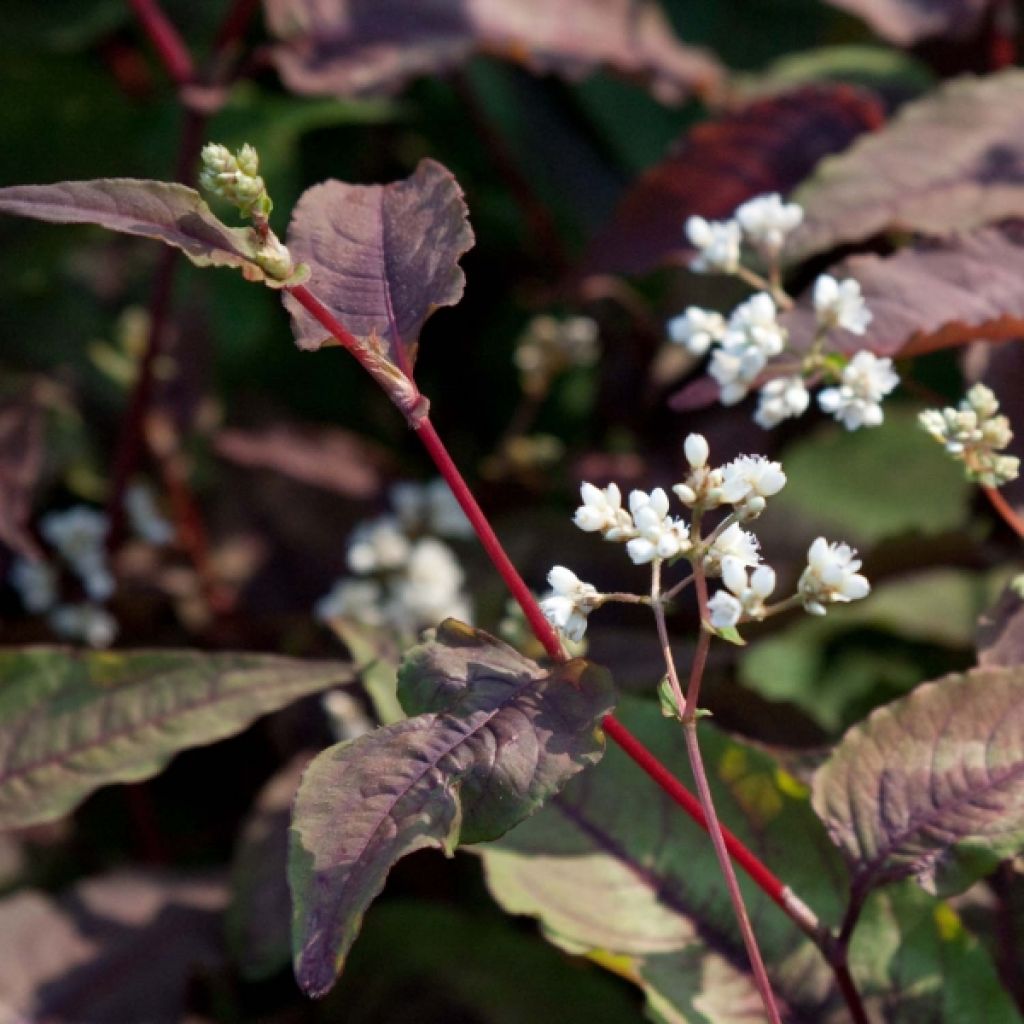 Kleinköpfiger Knöterich Red Dragon - Persicaria microcephala