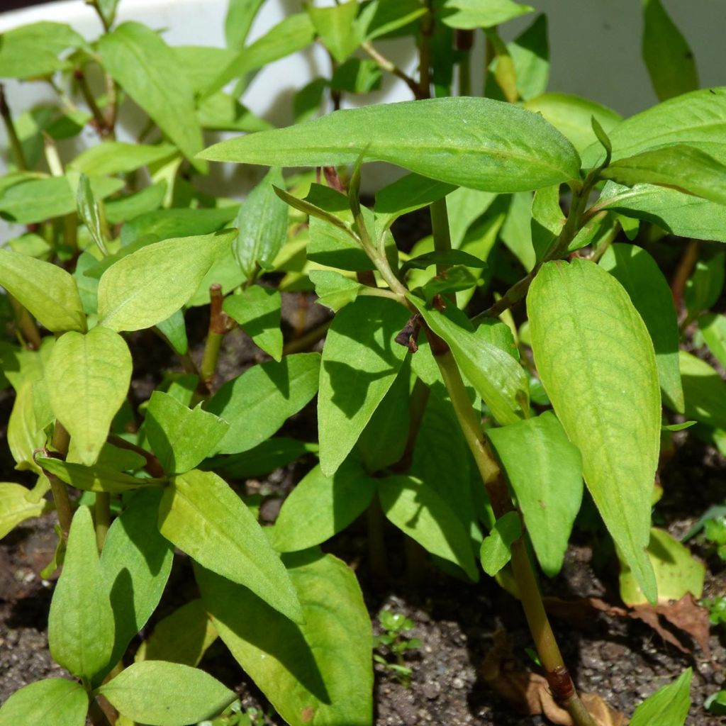 Vietnamesischer Koriander - Persicaria odorata