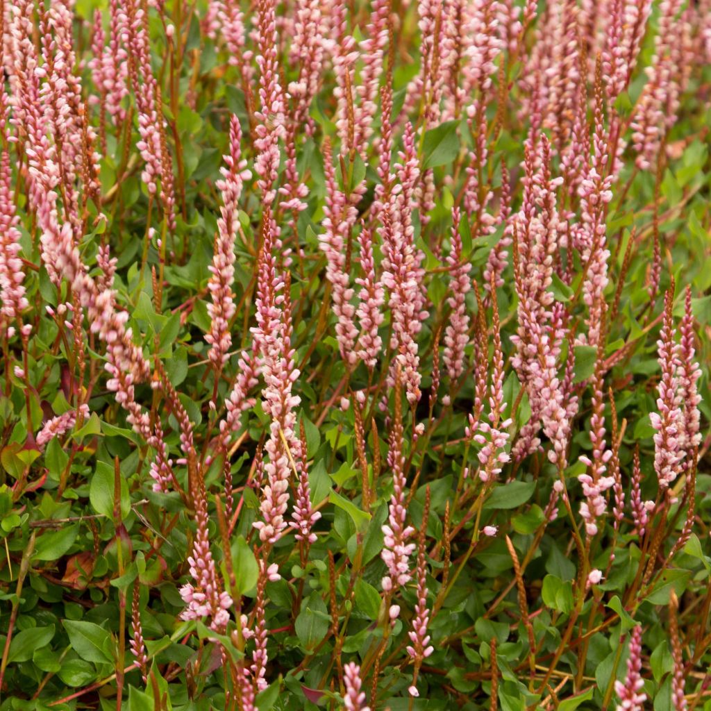 Schlangen-Knöterich - Persicaria vacciniifolia