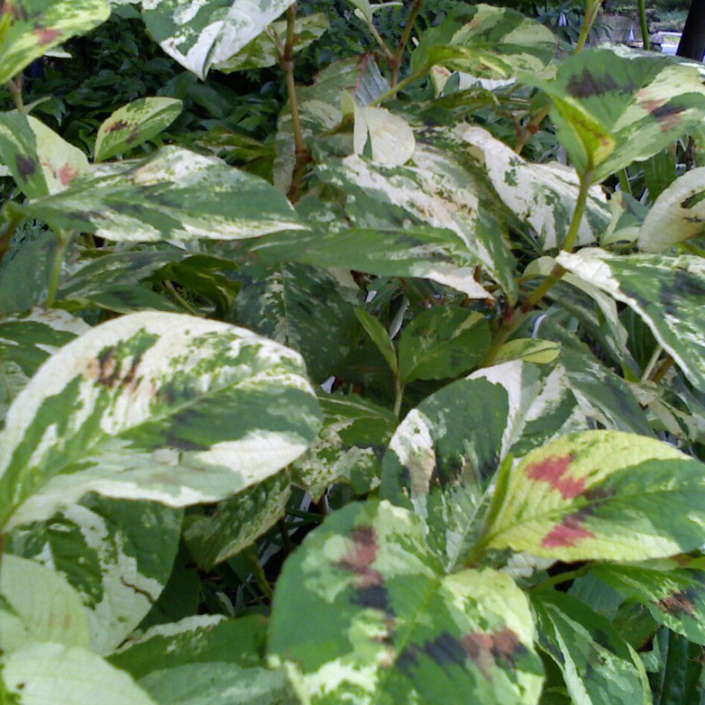 Renouée - Persicaria virginiana Painter's Palette