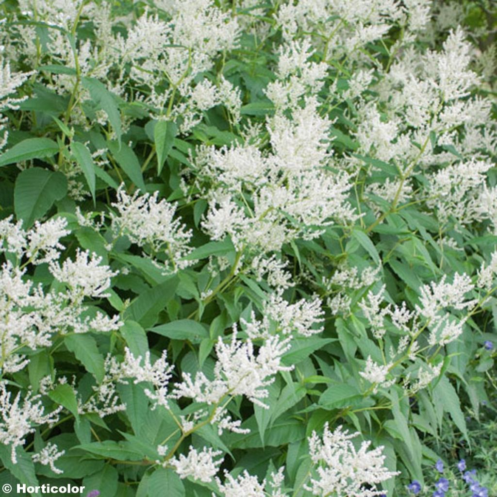 Weyrichs Knöterich - Persicaria weyrichii