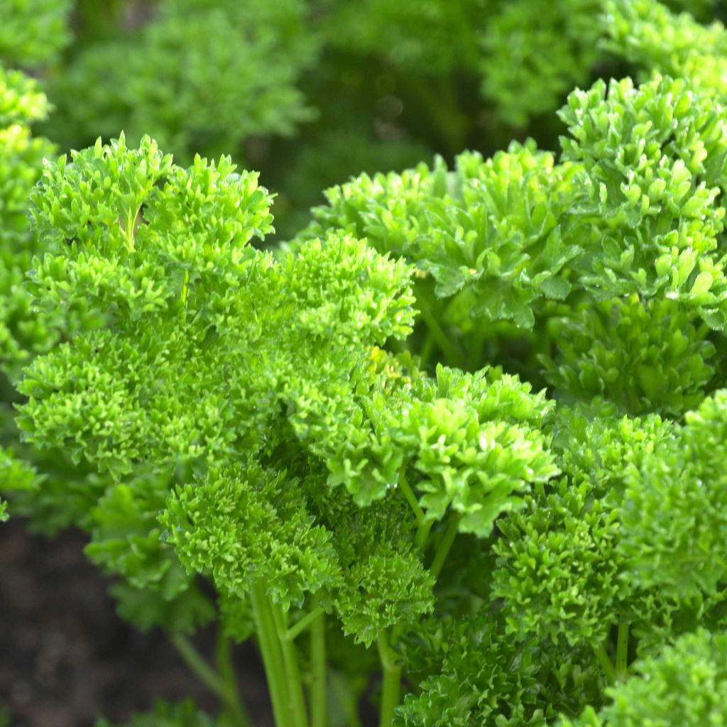 Garten-Petersilie Perle Verte Grüne Perle