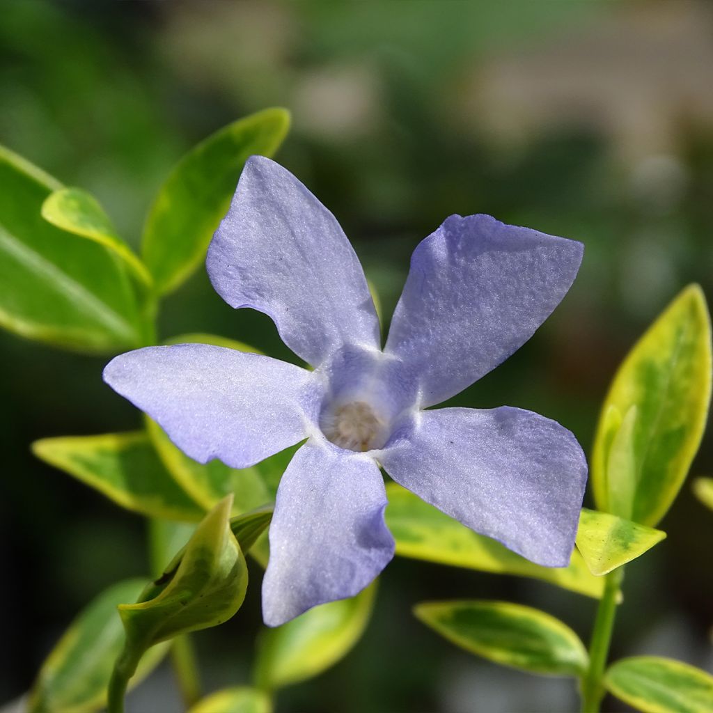 Kleines Immergrün Ralph Shugert - Vinca minor