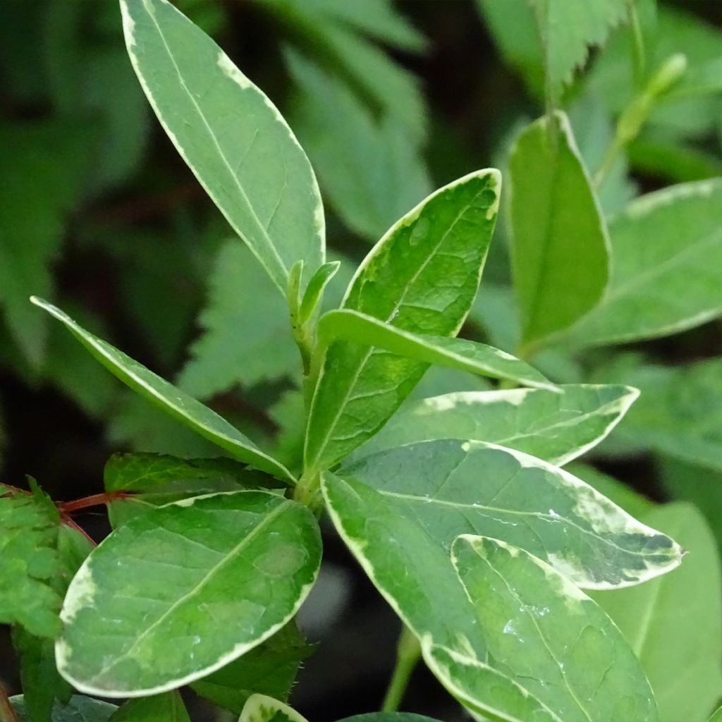 Kleines Immergrün Ralph Shugert - Vinca minor