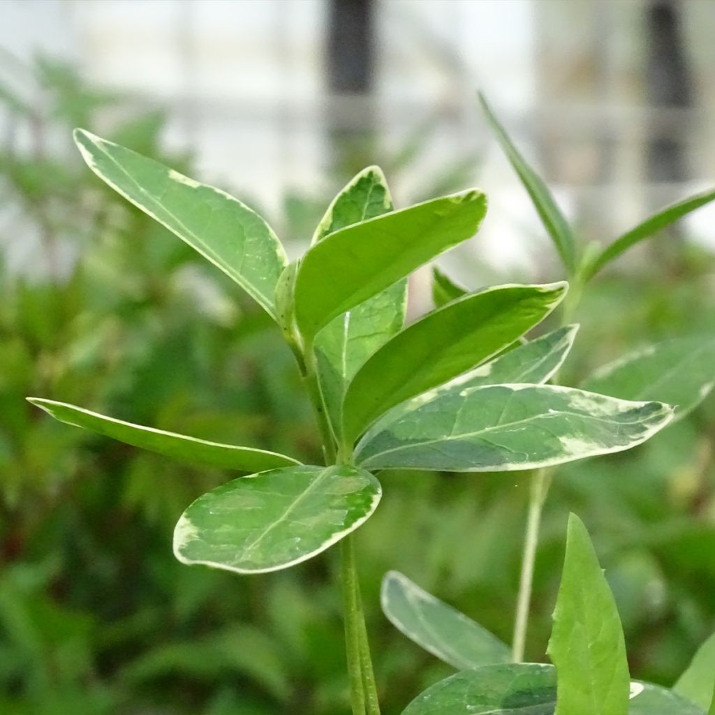 Kleines Immergrün Ralph Shugert - Vinca minor