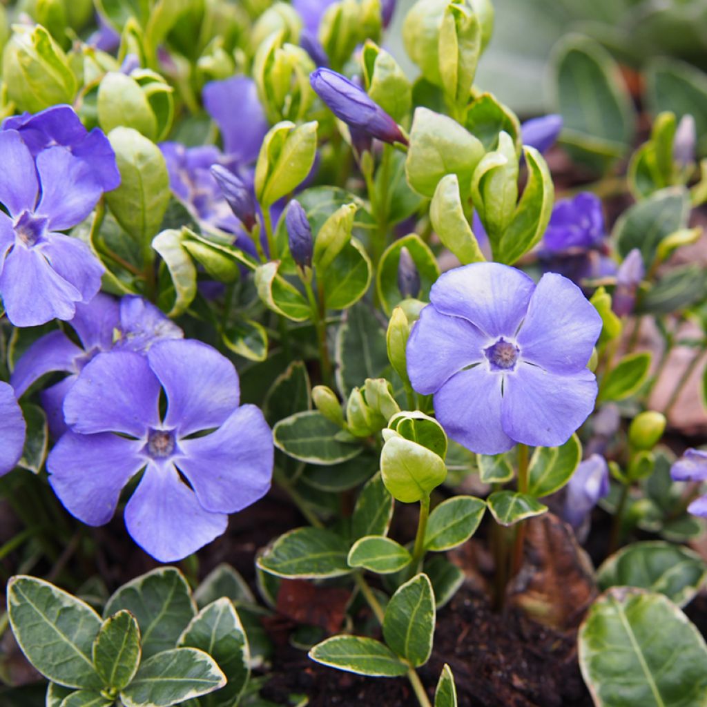 Kleines Immergrün Ralph Shugert - Vinca minor