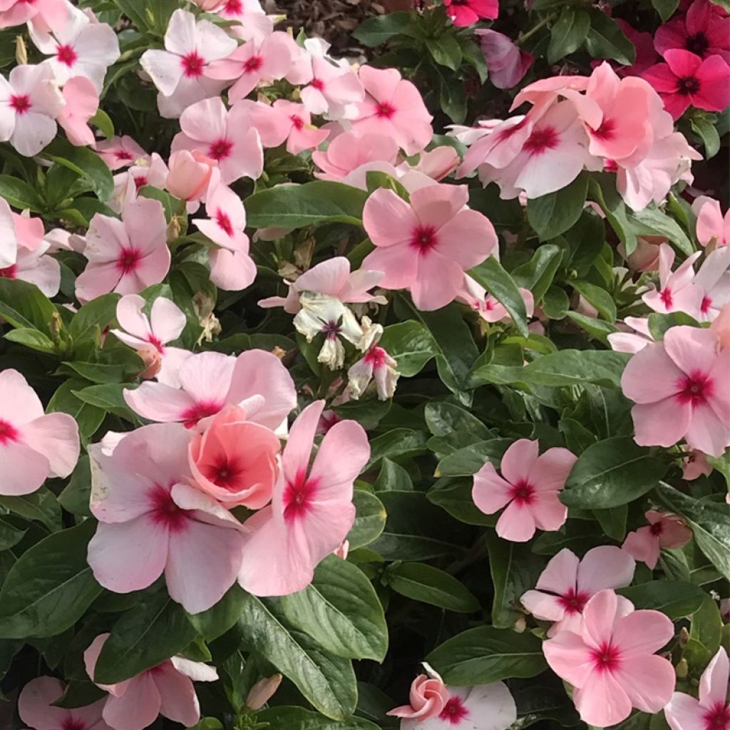 Rosafarbene Catharanthe Titan F1 Apricot - Catharanthus