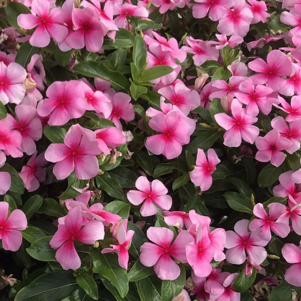 Rosafarbene Catharanthe Titan F1 Blush - Catharanthus