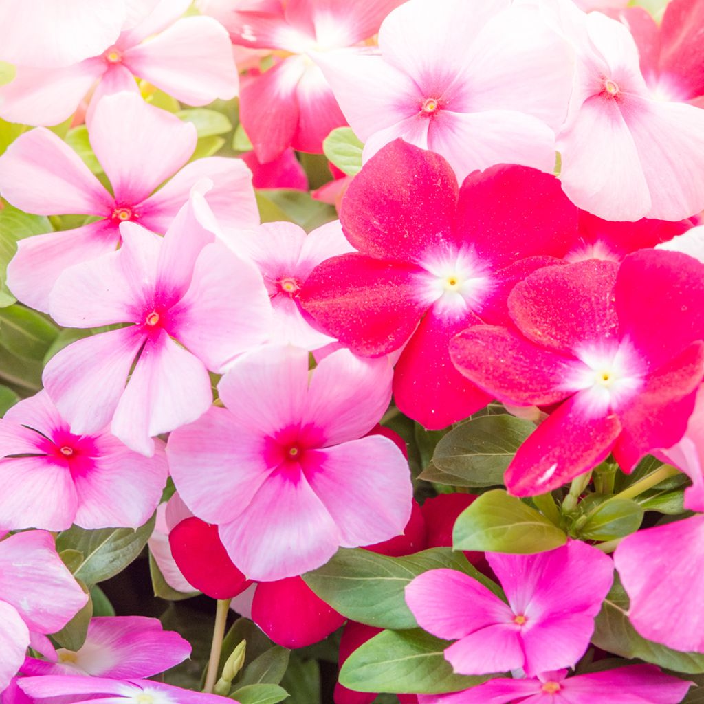 Rosafarbene Catharanthe Mediterranean Mix XP - Catharanthus