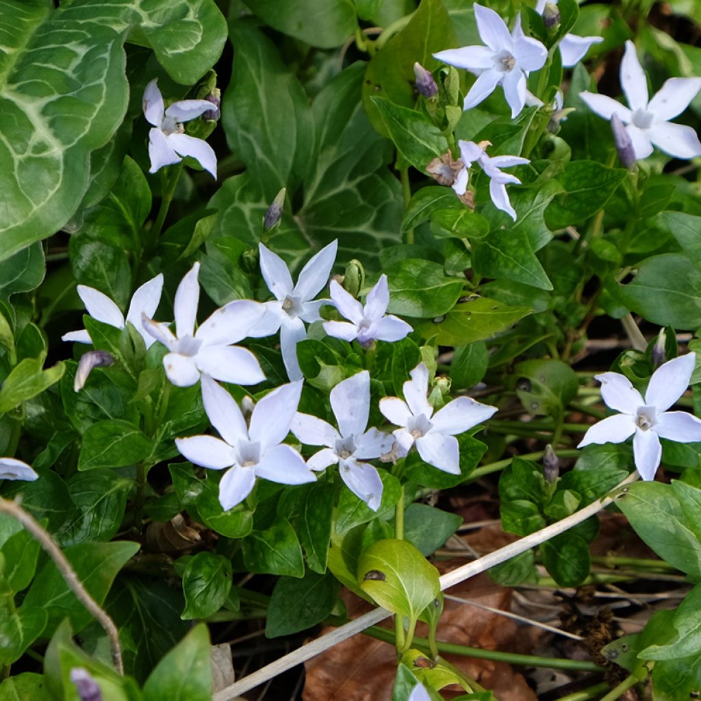 Mittleres Immergrün - Vinca difformis