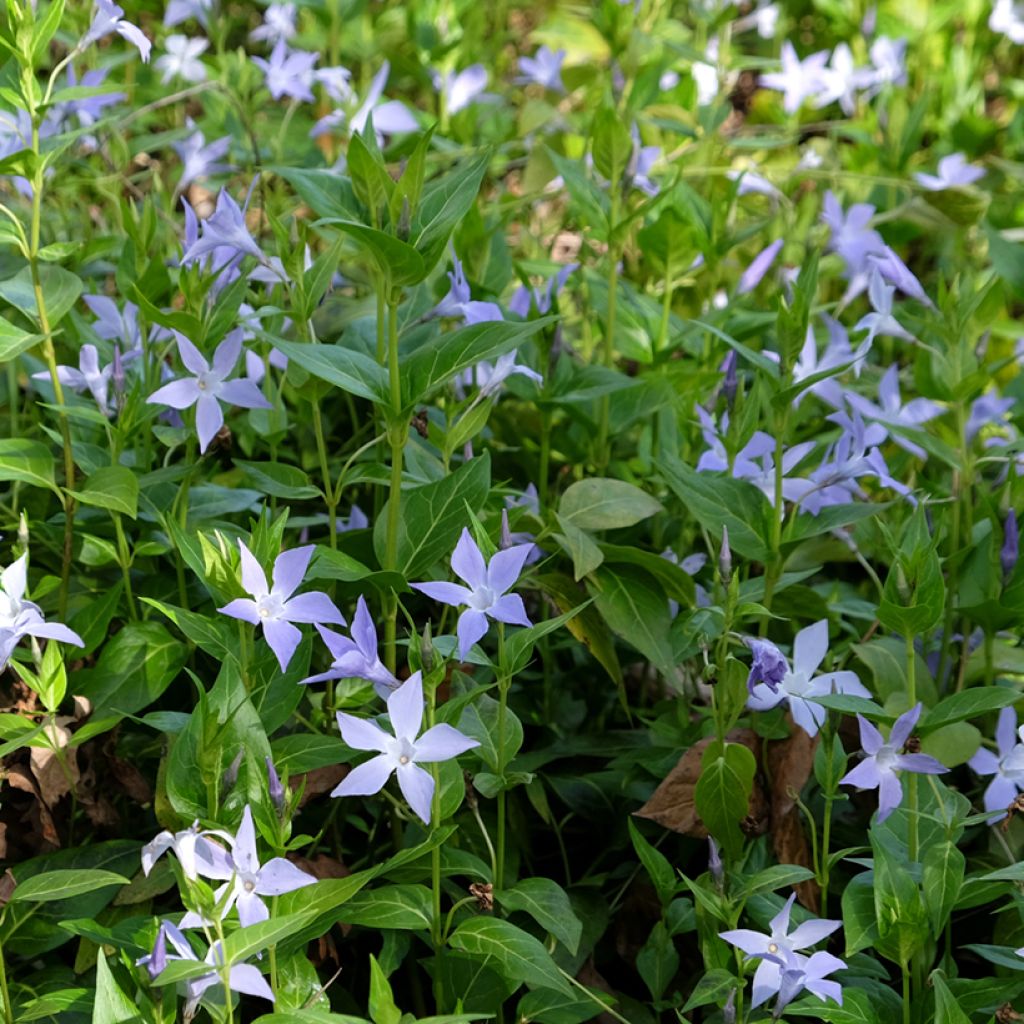 Mittleres Immergrün - Vinca difformis