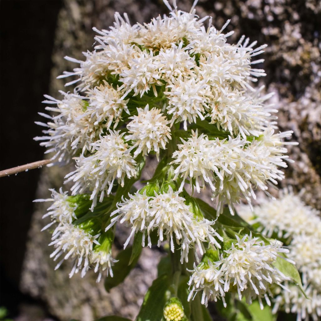 Weiße Pestwurz - Petasites albus