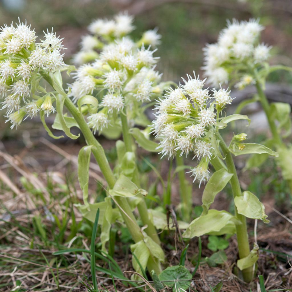 Weiße Pestwurz - Petasites albus